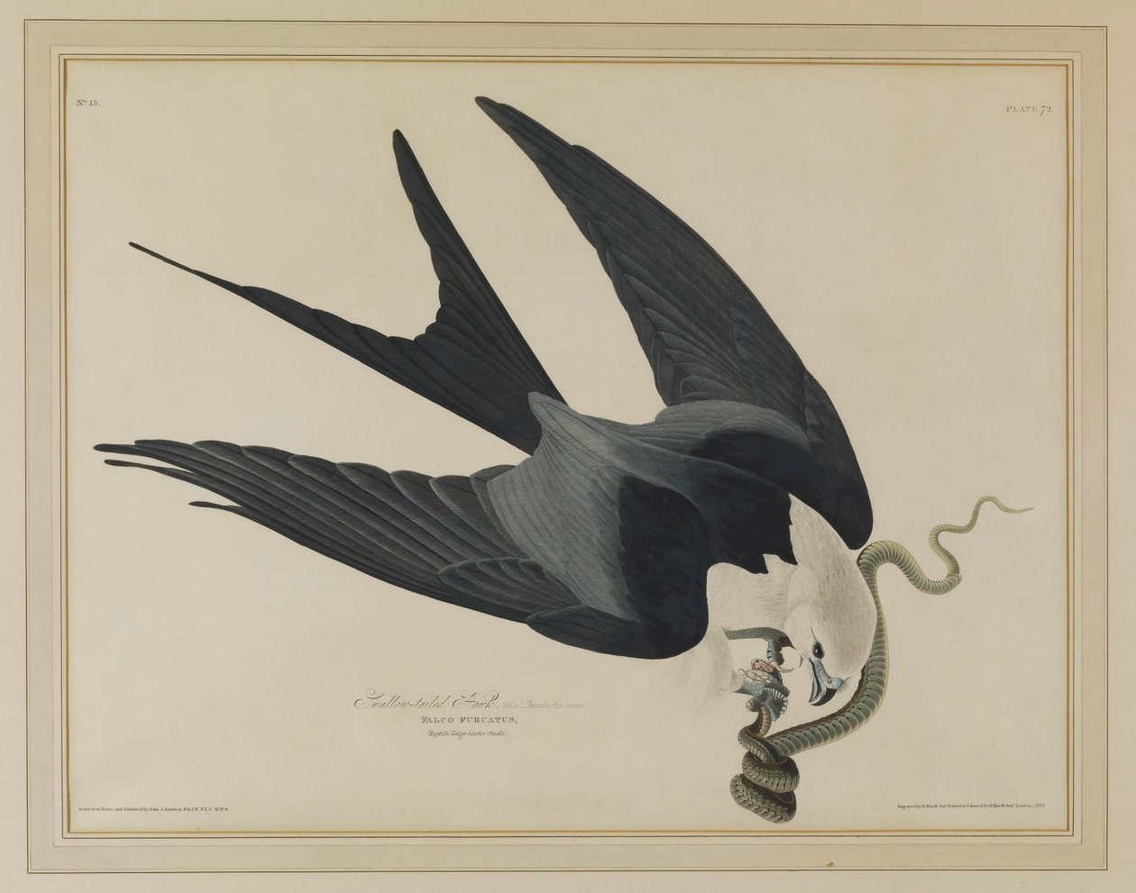 Zwaluwstaartwouw door John James Audubon
