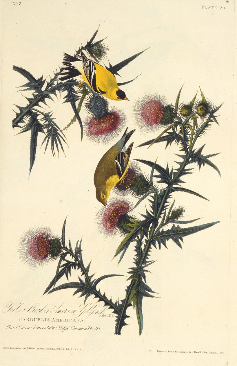 De Amerikaanse distelvink. Uit The Birds of America door John James Audubon