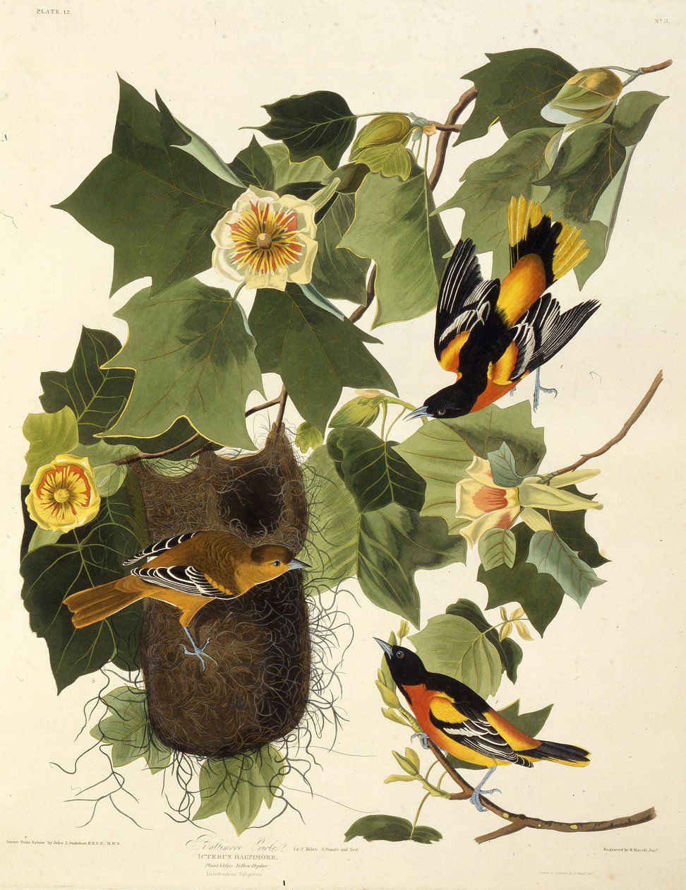 De Baltimore oriole. Uit The Birds of America, 1827-1838 door John James Audubon