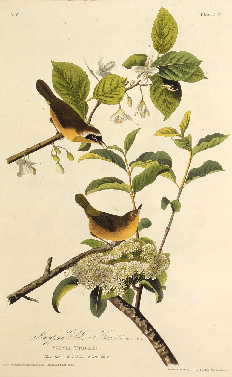 De Maryland Geelkeel. Uit The Birds of America, 1827-1838 door John James Audubon