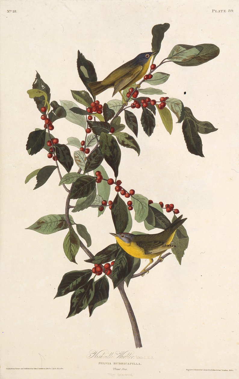 De Nashville zanger. Uit The Birds of America, 1827-1838 door John James Audubon