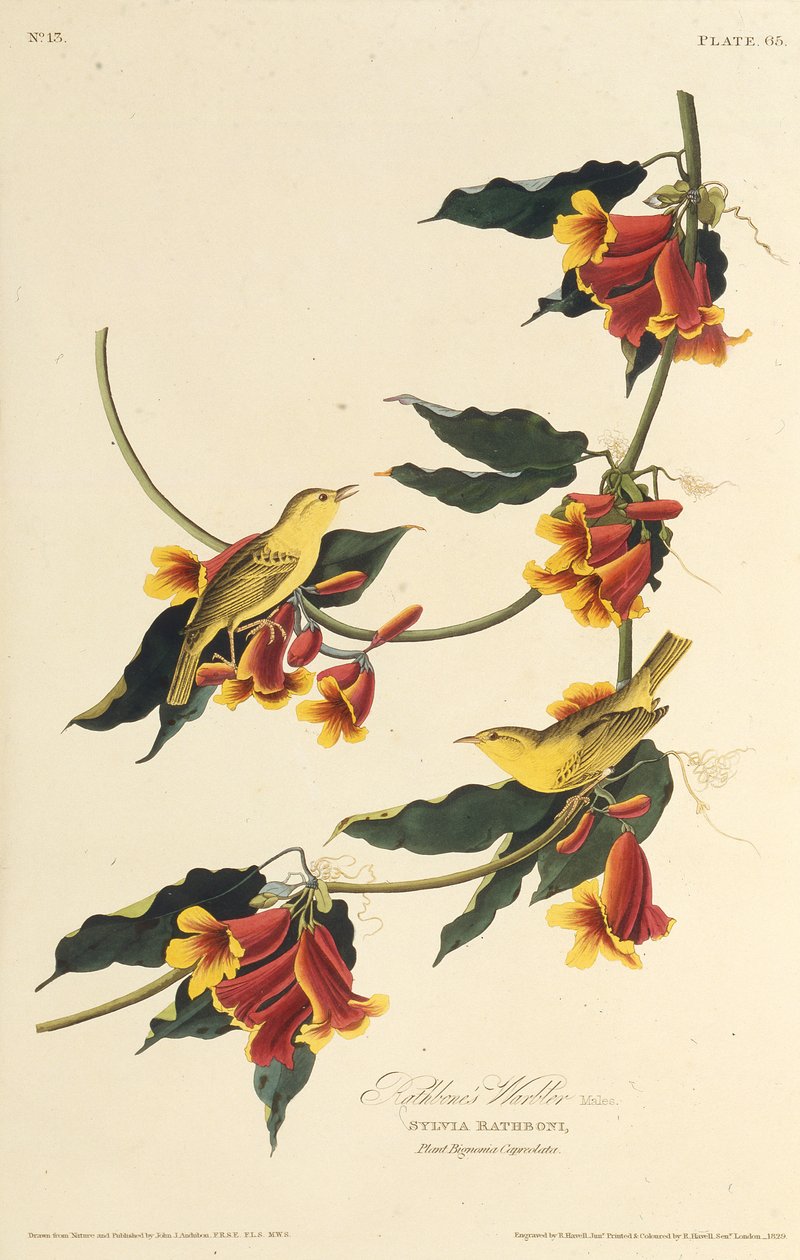 De Rathbone Warbler. Uit The Birds of America, 1827-1838 door John James Audubon