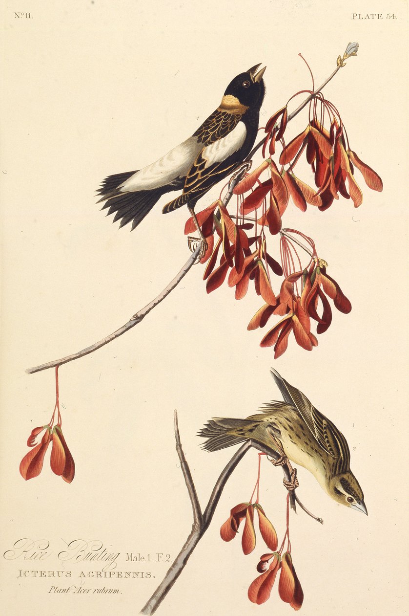 De Rijstvogel. Uit The Birds of America, 1827-1838 door John James Audubon