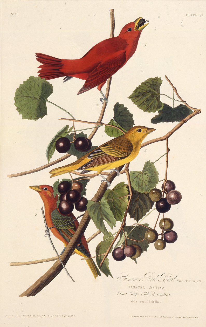 De Zomerroodvogel. Uit The Birds of America door John James Audubon