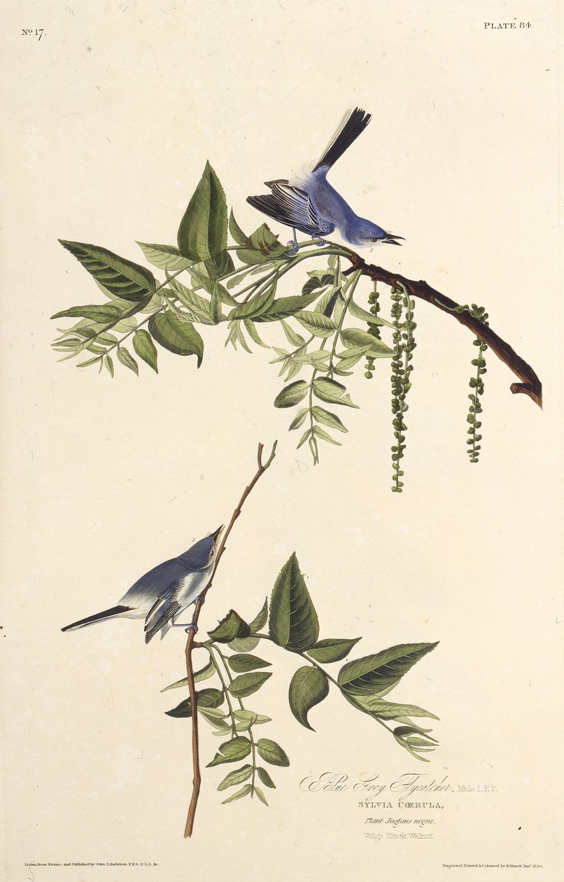 De blauw-grijze muggenvanger. Uit The Birds of America door John James Audubon