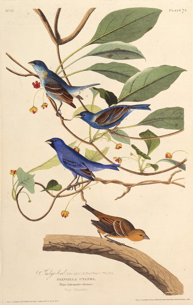 De indigo vogels. Uit The Birds of America, 1827-1838 door John James Audubon