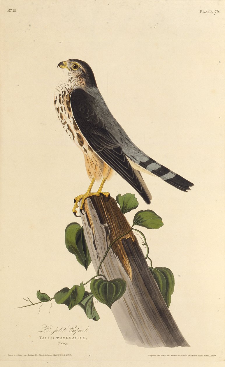 De smelleken. Uit The Birds of America door John James Audubon