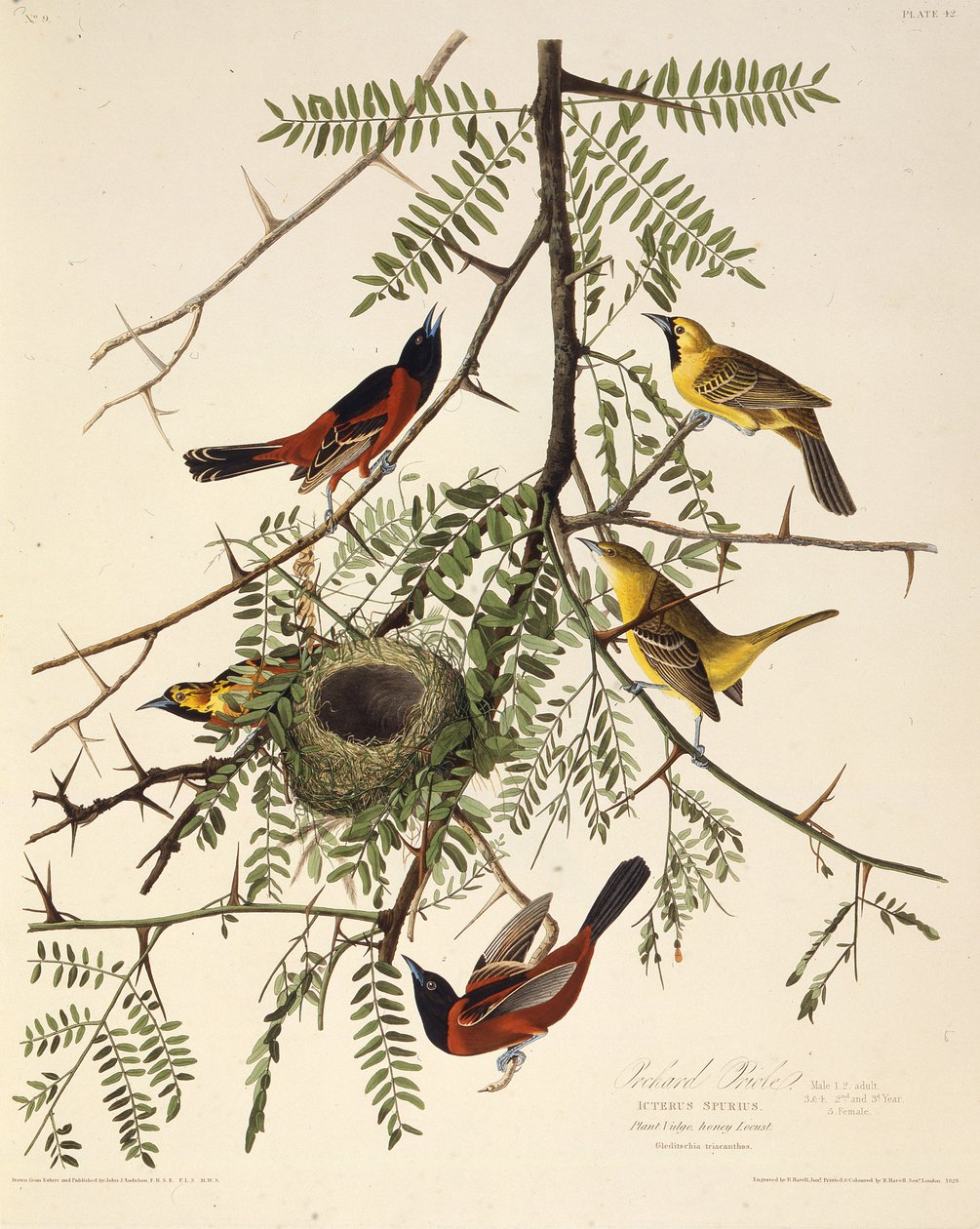De boomgaardoriole. Uit The Birds of America, 1827-1838 door John James Audubon