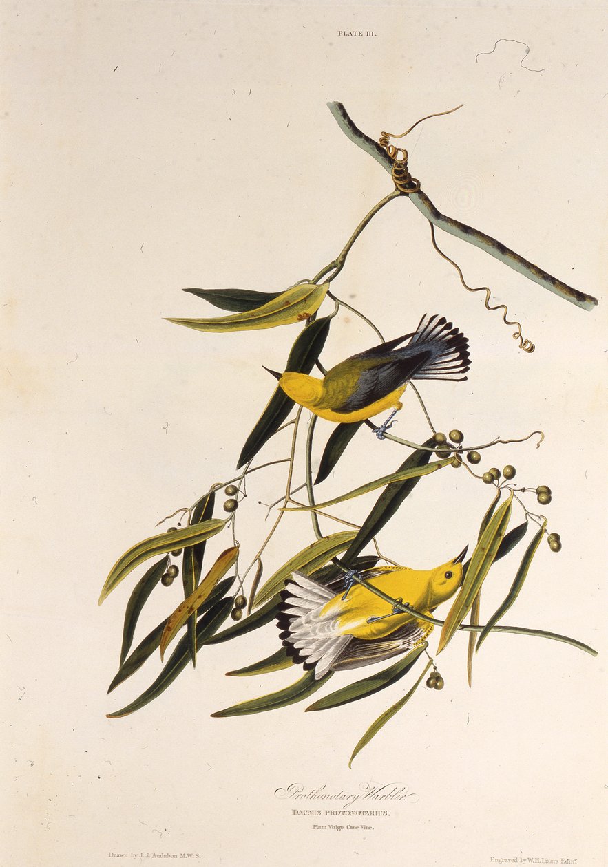 De prothonotary zanger. Uit The Birds of America, 1827-1838 door John James Audubon