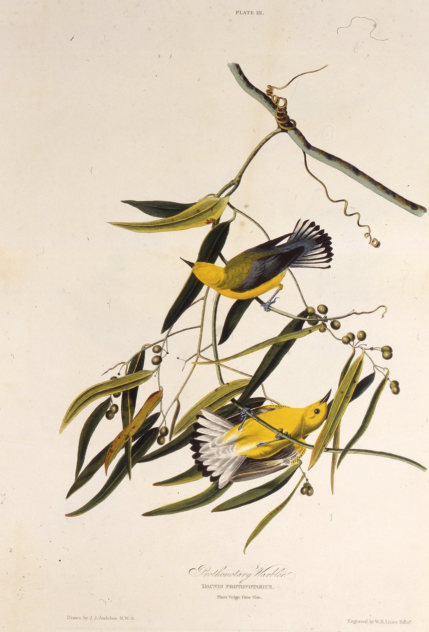 De prothonotary zanger. Uit The Birds of America, 1827-1838 door John James Audubon