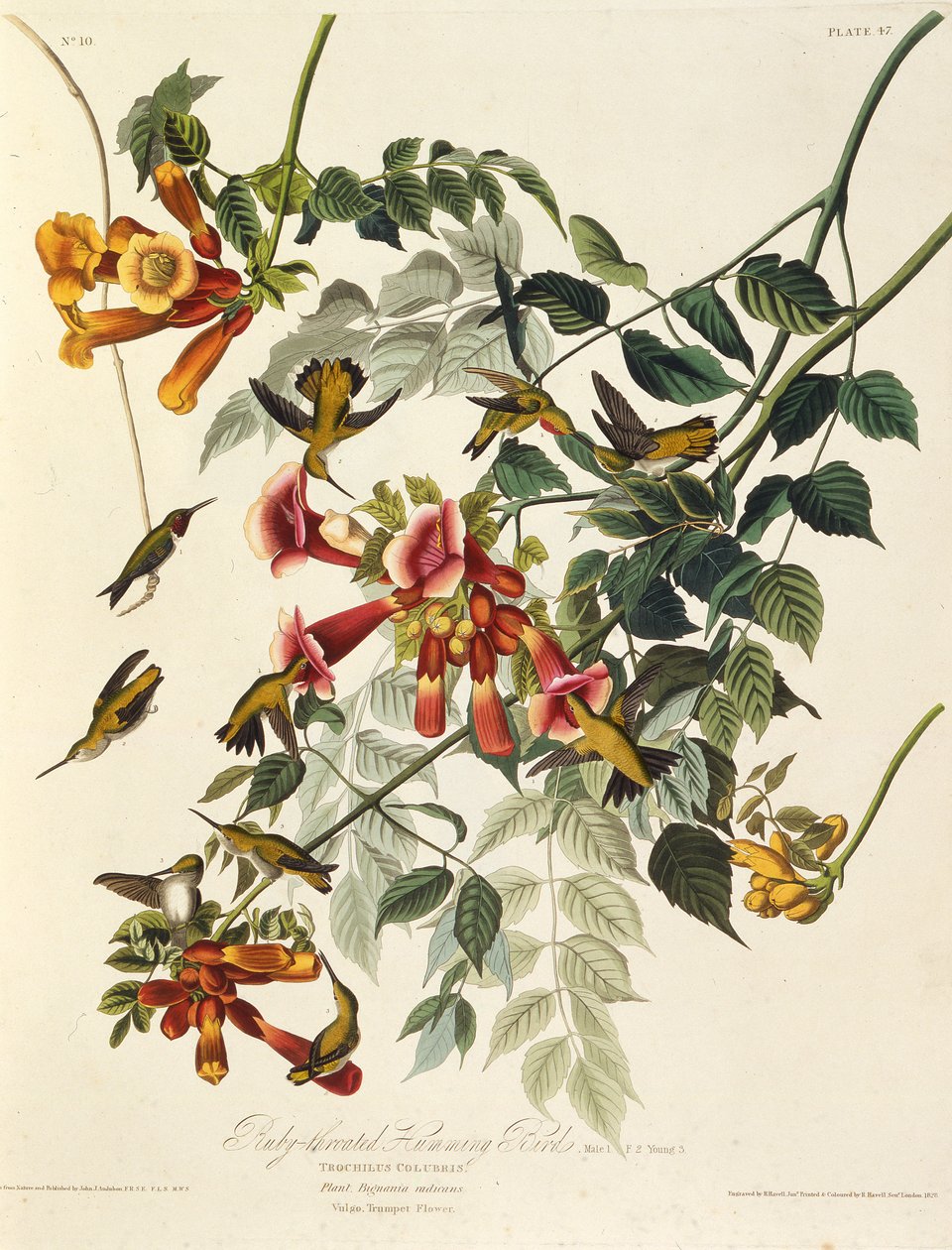 De robijnkeelkolibrie. Uit The Birds of America, 1827-1838 door John James Audubon