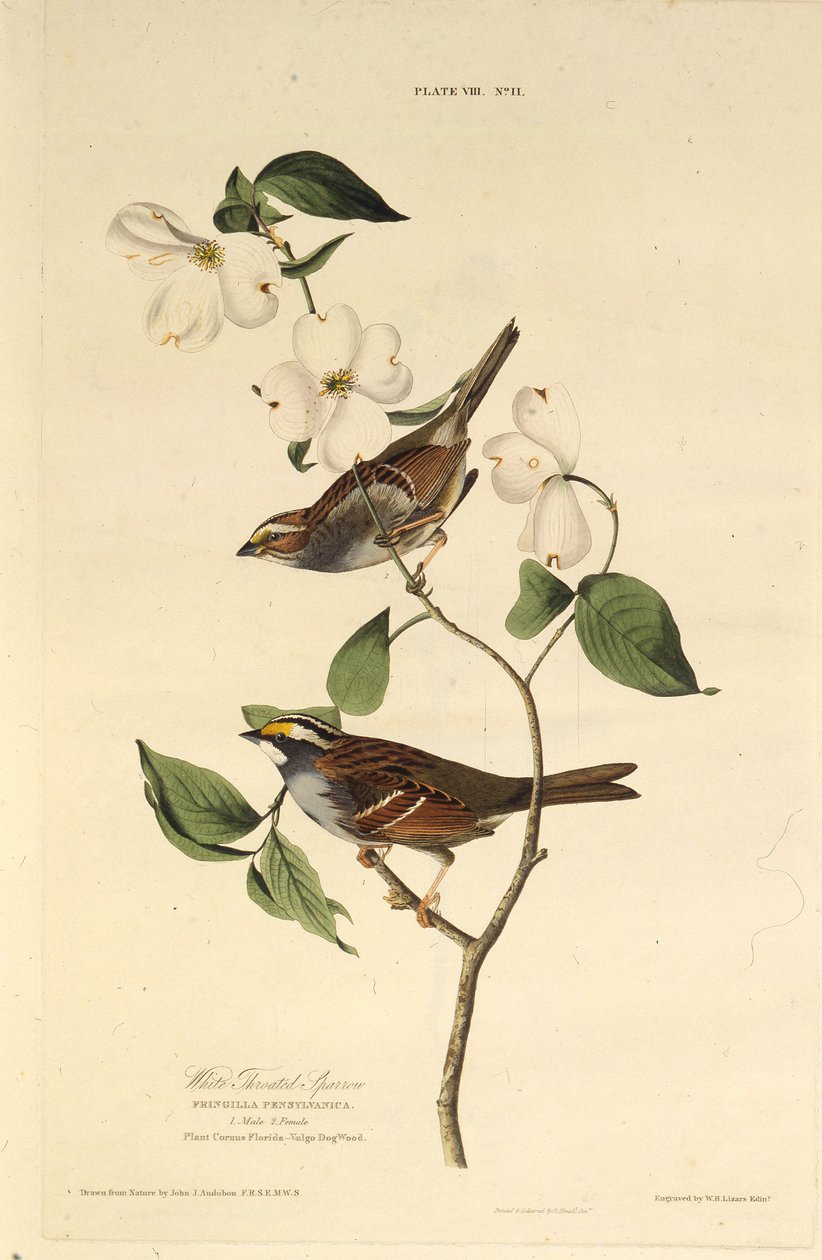 De witkeelgors. Uit The Birds of America, 1827-1838 door John James Audubon