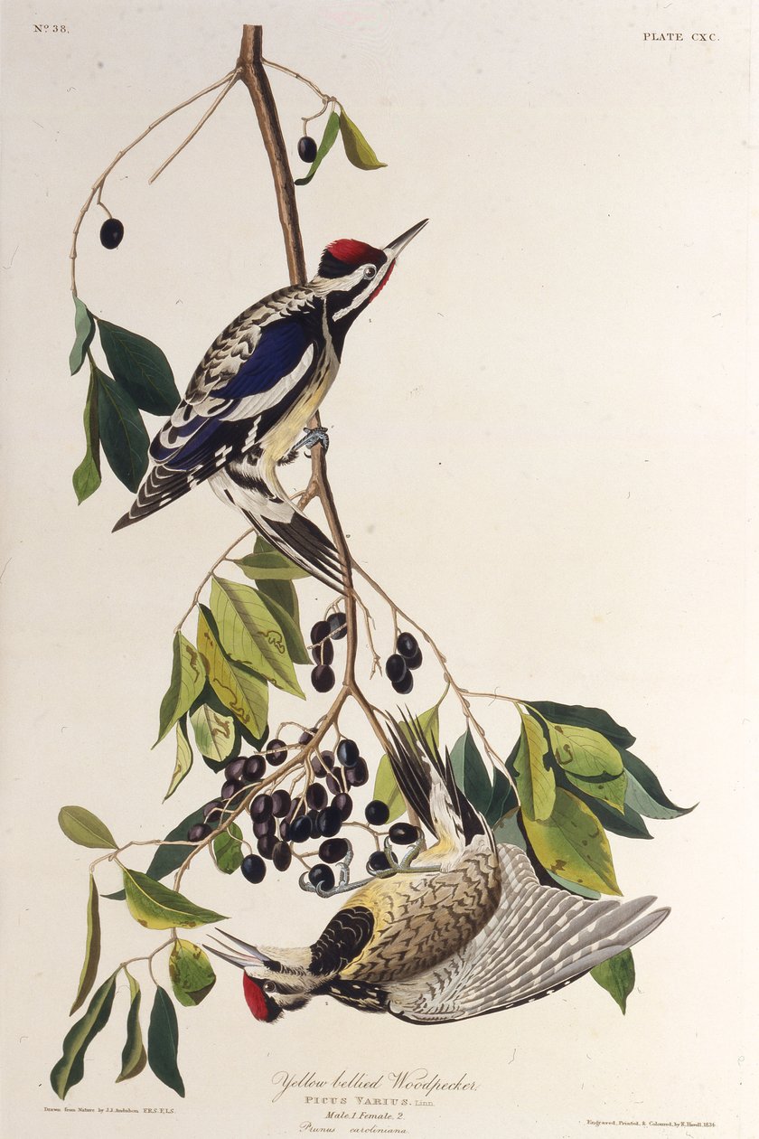 De geelbuikspecht. Uit The Birds of America, 1827-1838 door John James Audubon