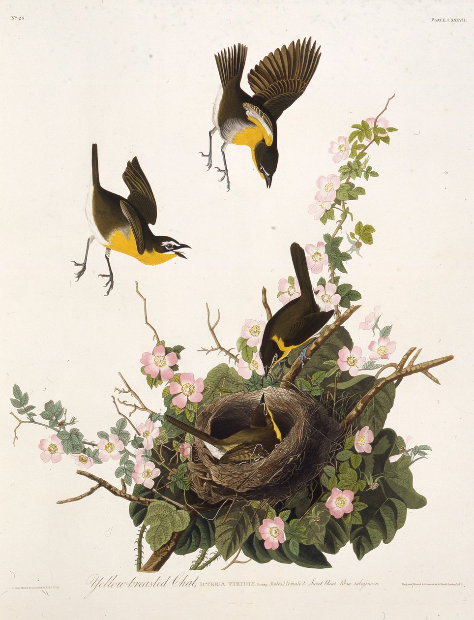 De geelborstzanger. Uit The Birds of America, 1827-1838 door John James Audubon