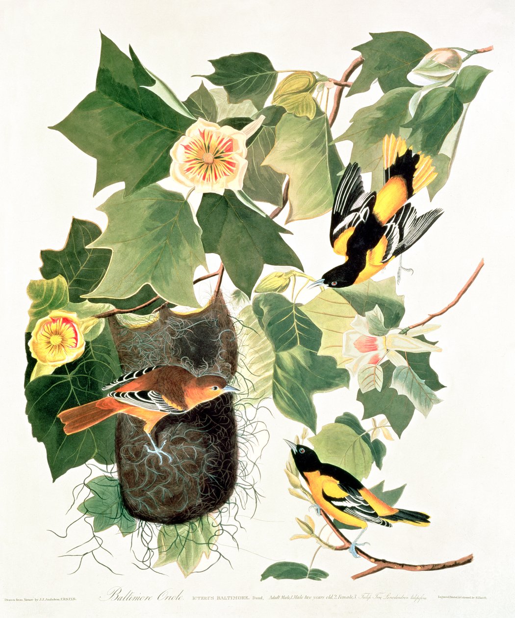 Tulpenboom: Liriodendron tulipifera, uit 