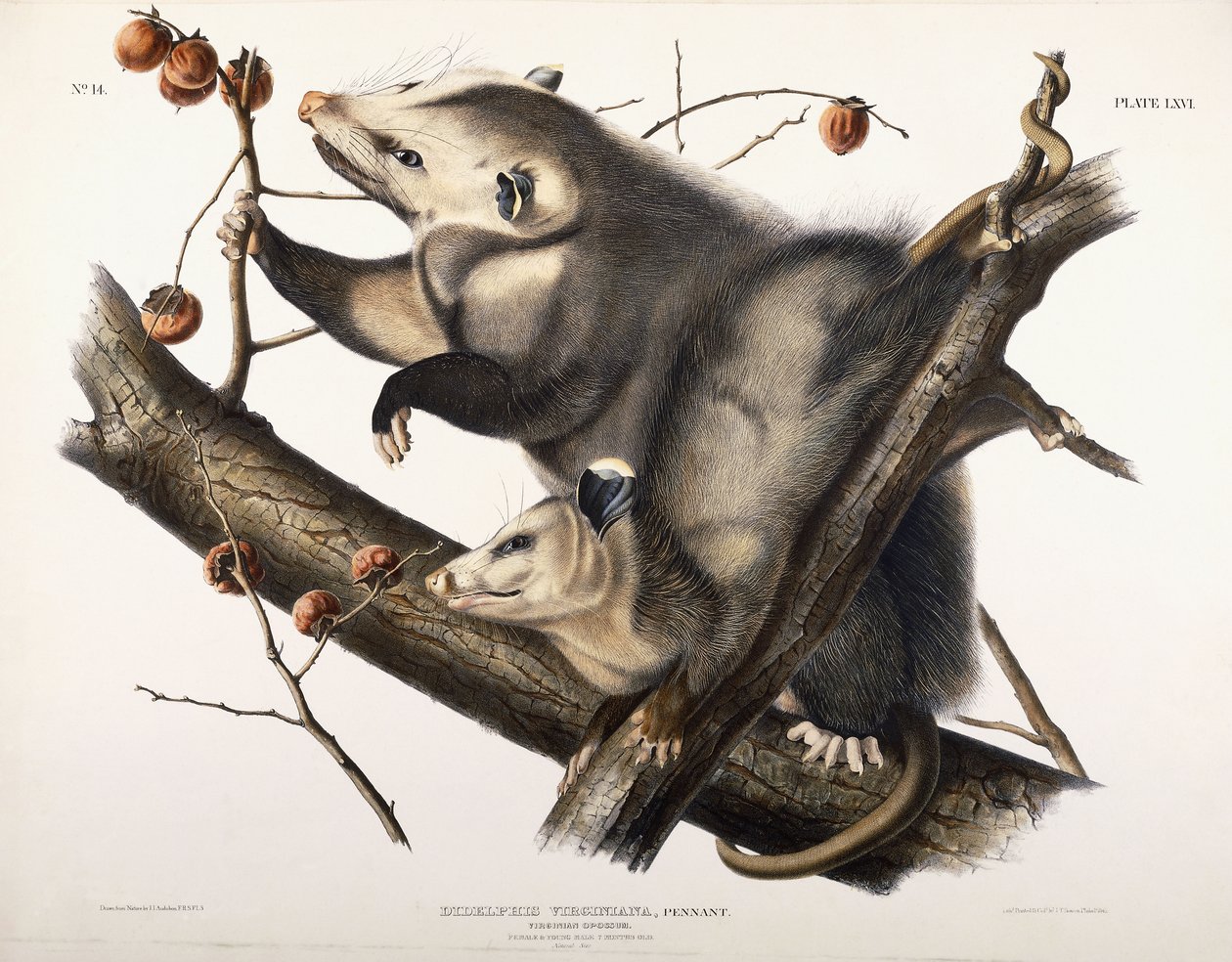Virginische Opossum, 1845 door John James Audubon