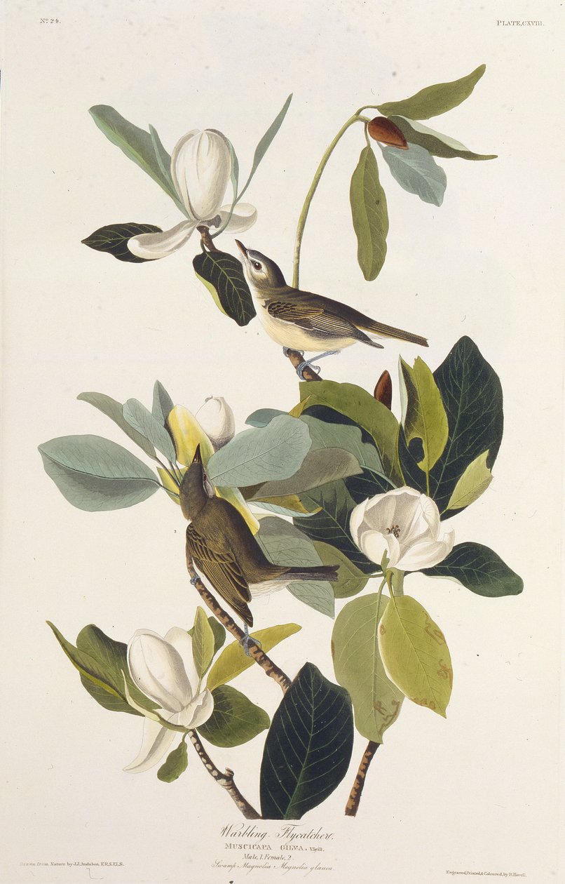Warbling Flycatcher. Uit The Birds of America, 1827-1838 door John James Audubon