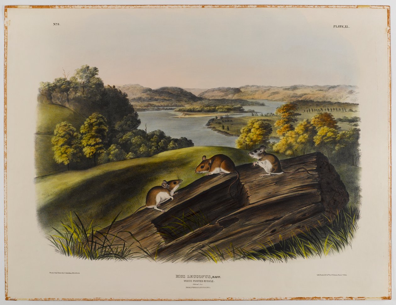 Witvoetmuis door John James Audubon