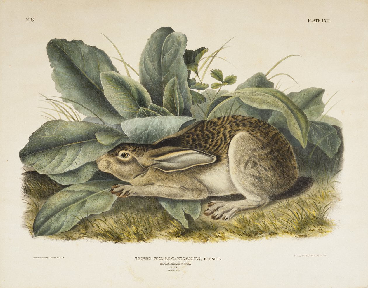 Zwartstaart haas door John James after Audubon