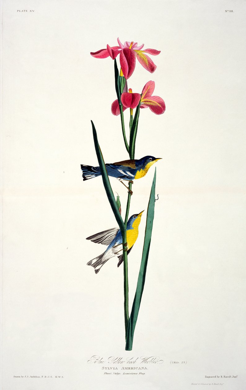 Blauwgele rugzanger, uit Birds of America, gegraveerd door Robert Havell (1793-1878) door John James after Audubon