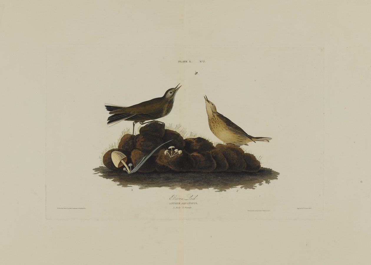 Bruine leeuwerik, uit Birds of America, gegraveerd door Robert Havell (1793-1878) door John James after Audubon