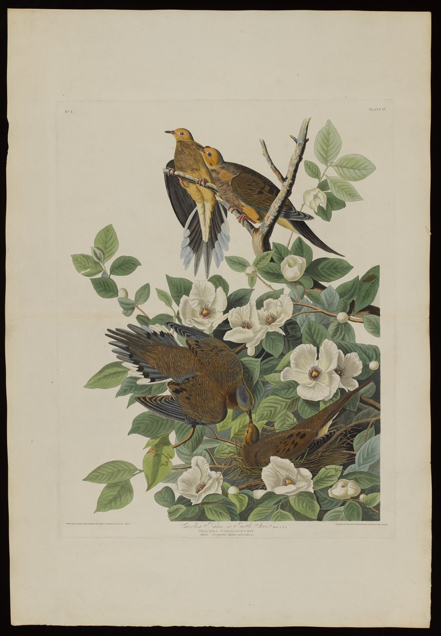 Carolina duif of tortelduif, uit Birds of America, gegraveerd door Robert Havell (1793-1878) door John James after Audubon
