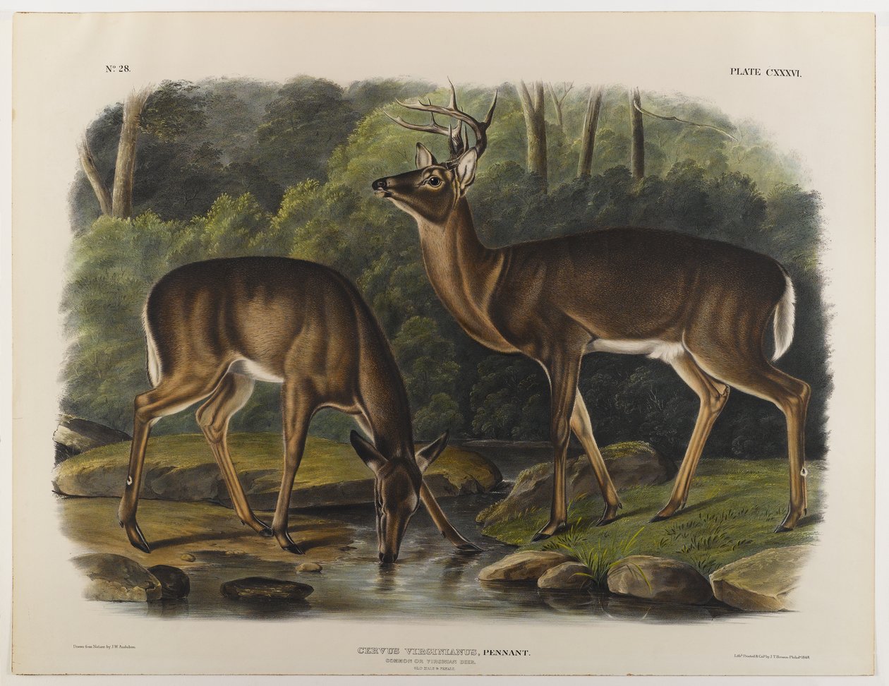 Gewone of Virginia Hert, gegraveerd door John T. Bowen door John James after Audubon