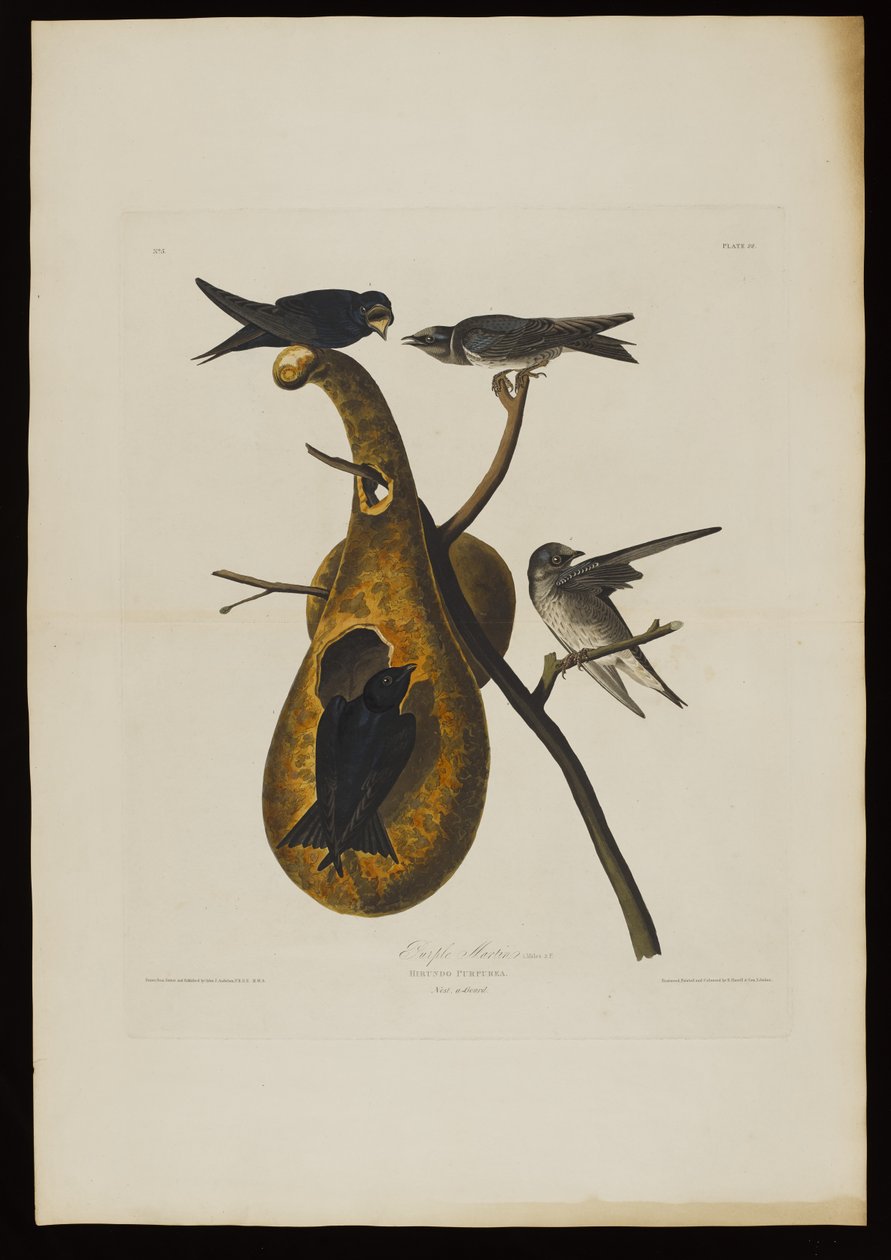 Paarse martin, uit Birds of America, gegraveerd door Robert Havell (1793-1878) door John James after Audubon