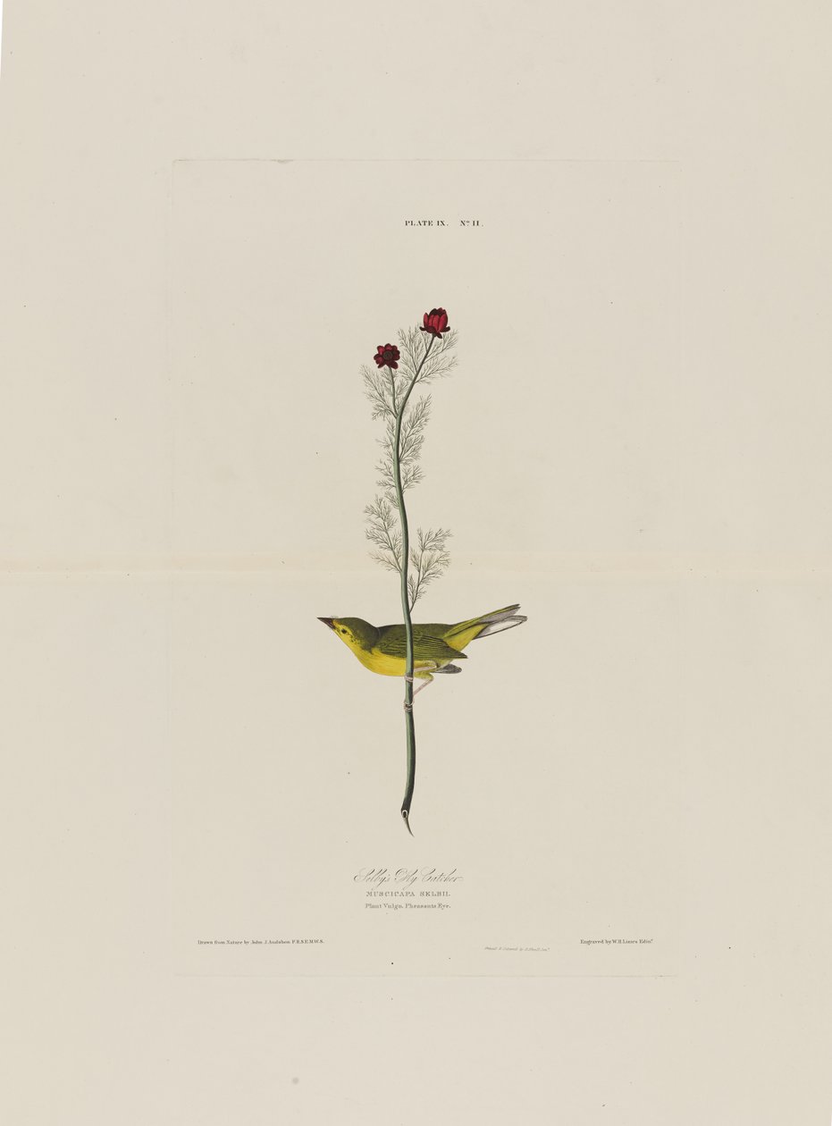 Selbys vliegenvanger, uit Birds of America, gegraveerd door Robert Havell (1793-1878) door John James after Audubon