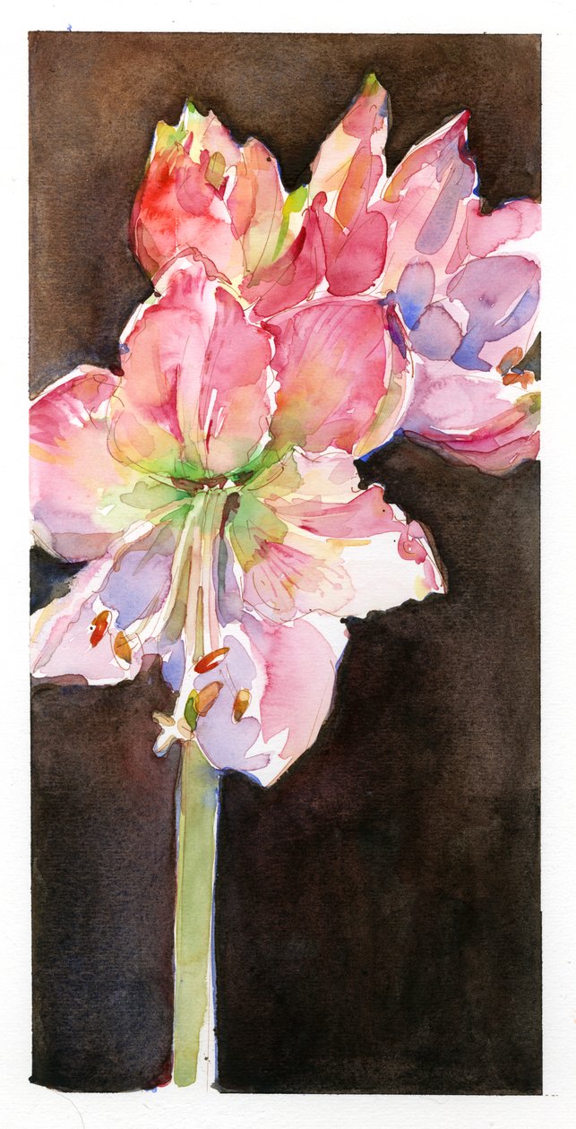 Amaryllis met bruine achtergrond, 2015 door John Keeling