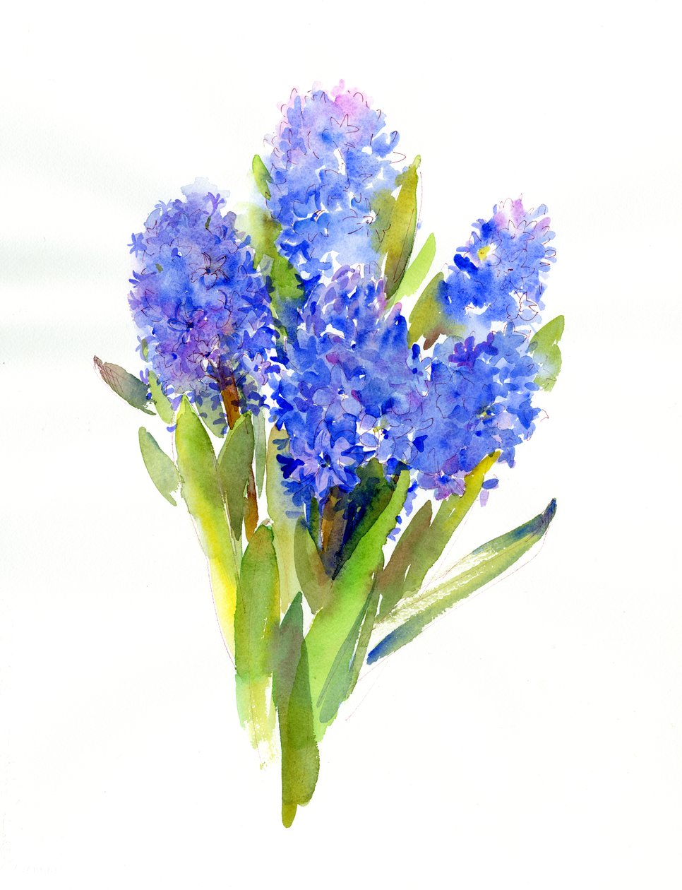 Blauwe hyacint, 2014 door John Keeling