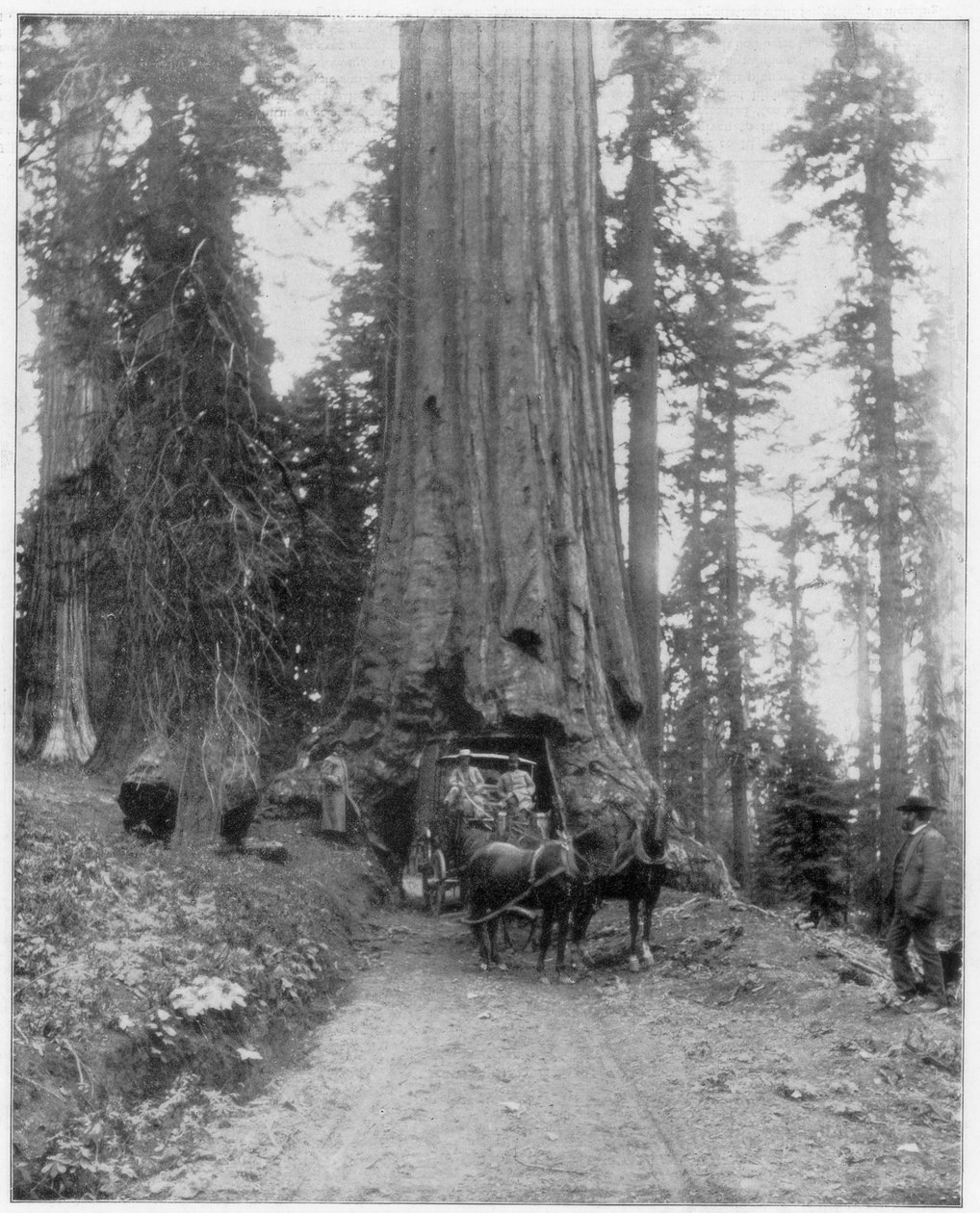 Weg door een reuzensequoia, Mariposa Grove, Wawona, Californië door John L. Stoddard