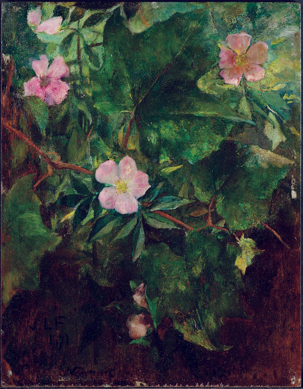 Wilde Roos en Druivenrank, Studie uit de Natuur, 1871 door John La Farge or Lafarge