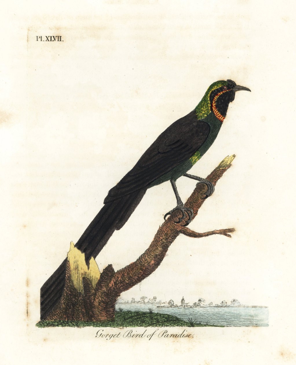 Arfak astrapia, Astrapia nigra. Handgekleurde koperplaat getekend en gegraveerd door John Latham uit zijn eigen A General History of Birds, Winchester door John Latham