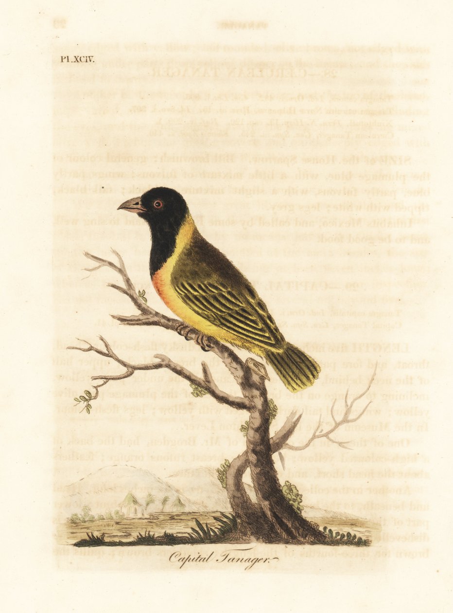 Zwartkopgele kraagwever, Ploceus melanocephalus capitalis (Hoofdstad tangara, Tanagra capitalis). Handgekleurde koperplaat getekend en gegraveerd door John Latham uit zijn eigen A General History of Birds, Winchester door John Latham