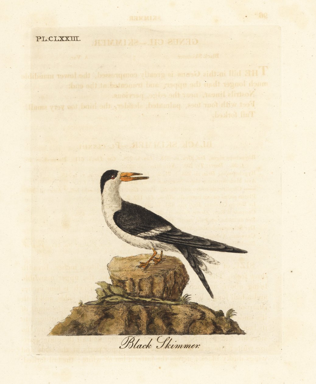 Zwarte Schaarbek, Rynchops niger (Rhynchops nigra). Handgekleurde koperplaat getekend en gegraveerd door John Latham uit zijn eigen A General History of Birds, Winchester door John Latham