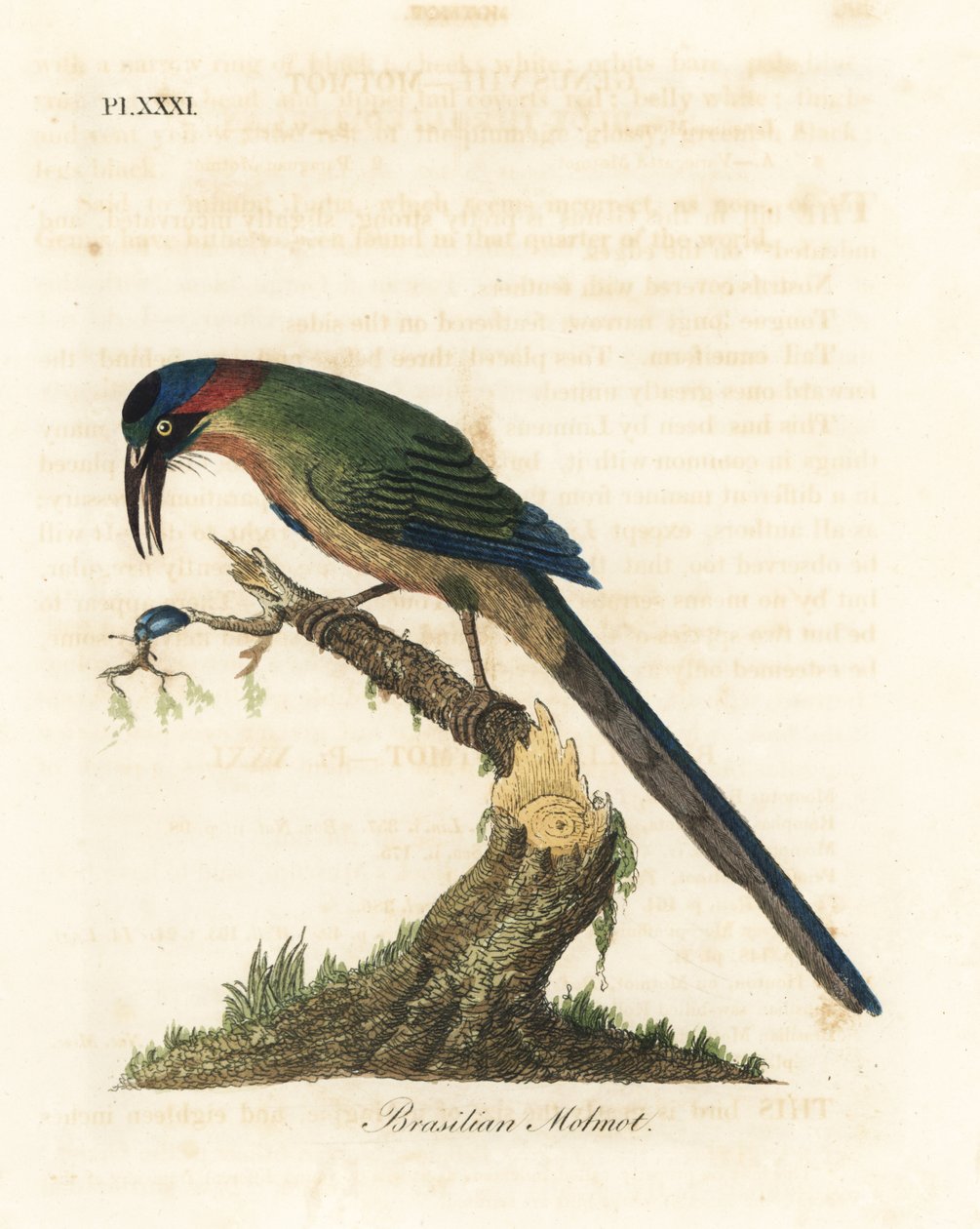 Blauwgekroonde motmot, Momotus momota. Handgekleurde koperplaat getekend en gegraveerd door John Latham uit zijn eigen A General History of Birds, Winchester door John Latham