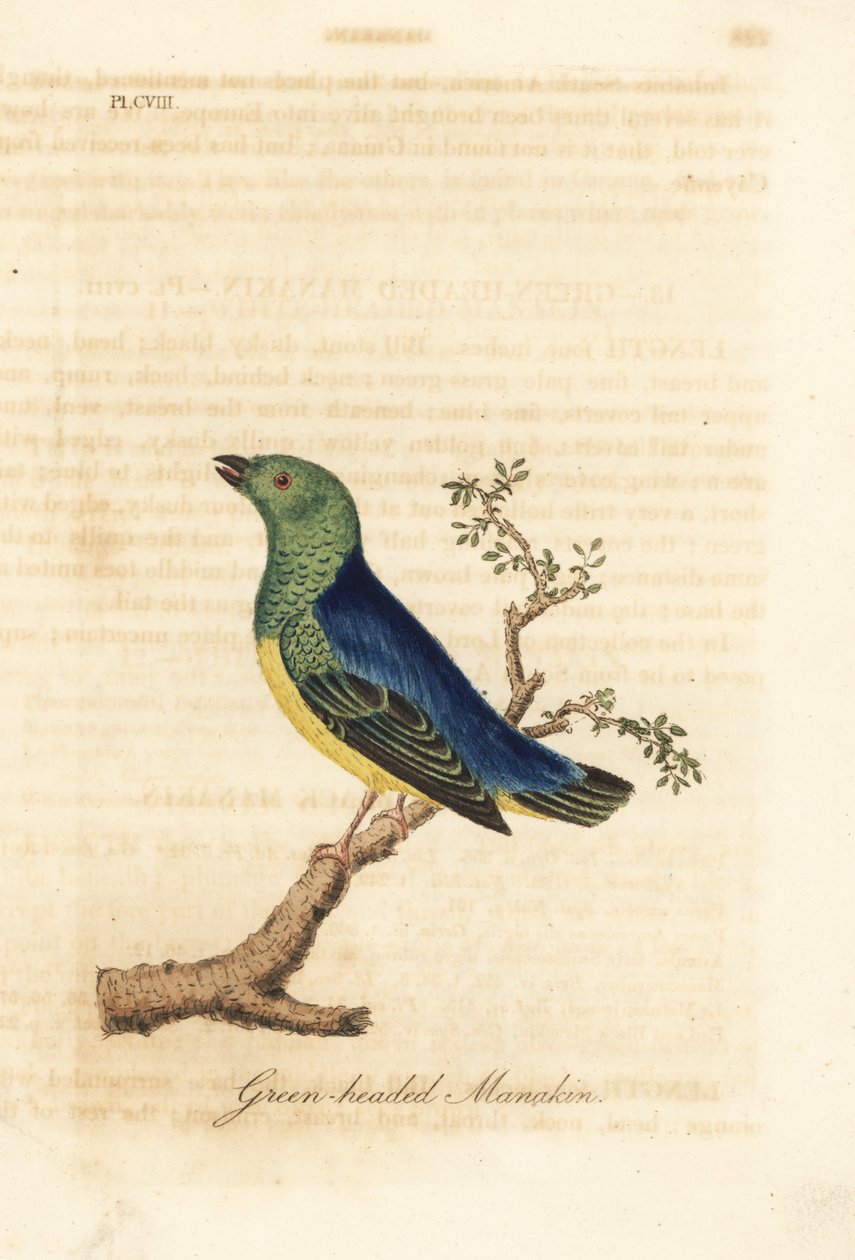 Blauwnapmanakin, Chlorophonia cyanea (Groenkopmanakin, inheems in Zuid-Amerika). Handgekleurde koperplaat getekend en gegraveerd door John Latham uit zijn eigen A General History of Birds, Winchester door John Latham