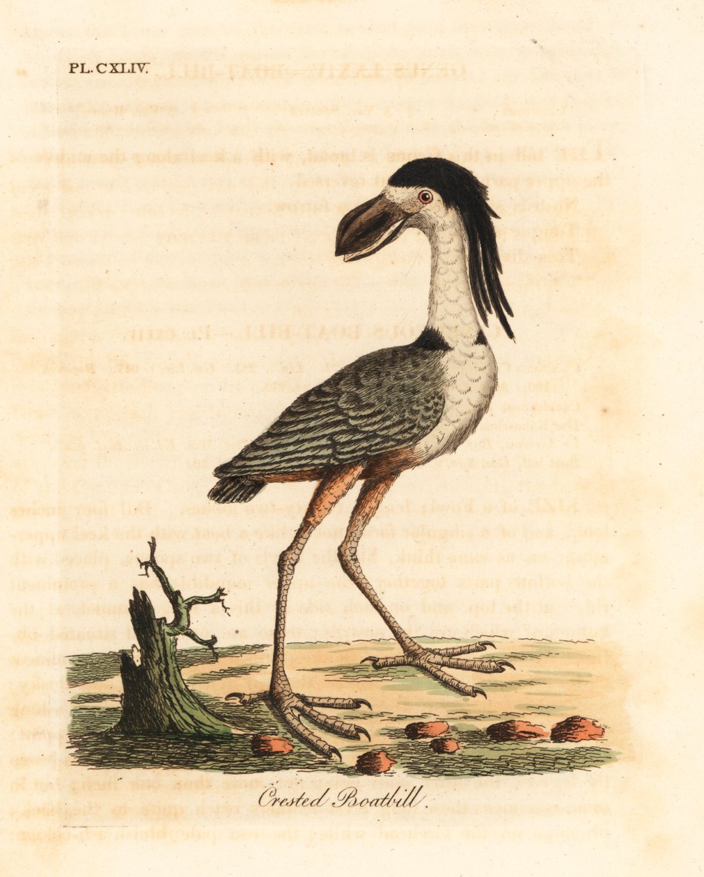 Bootsnavelreiger, Cochlearius cochlearius. Handgekleurde kopergravure getekend en gegraveerd door John Latham uit zijn eigen A General History of Birds, Winchester door John Latham