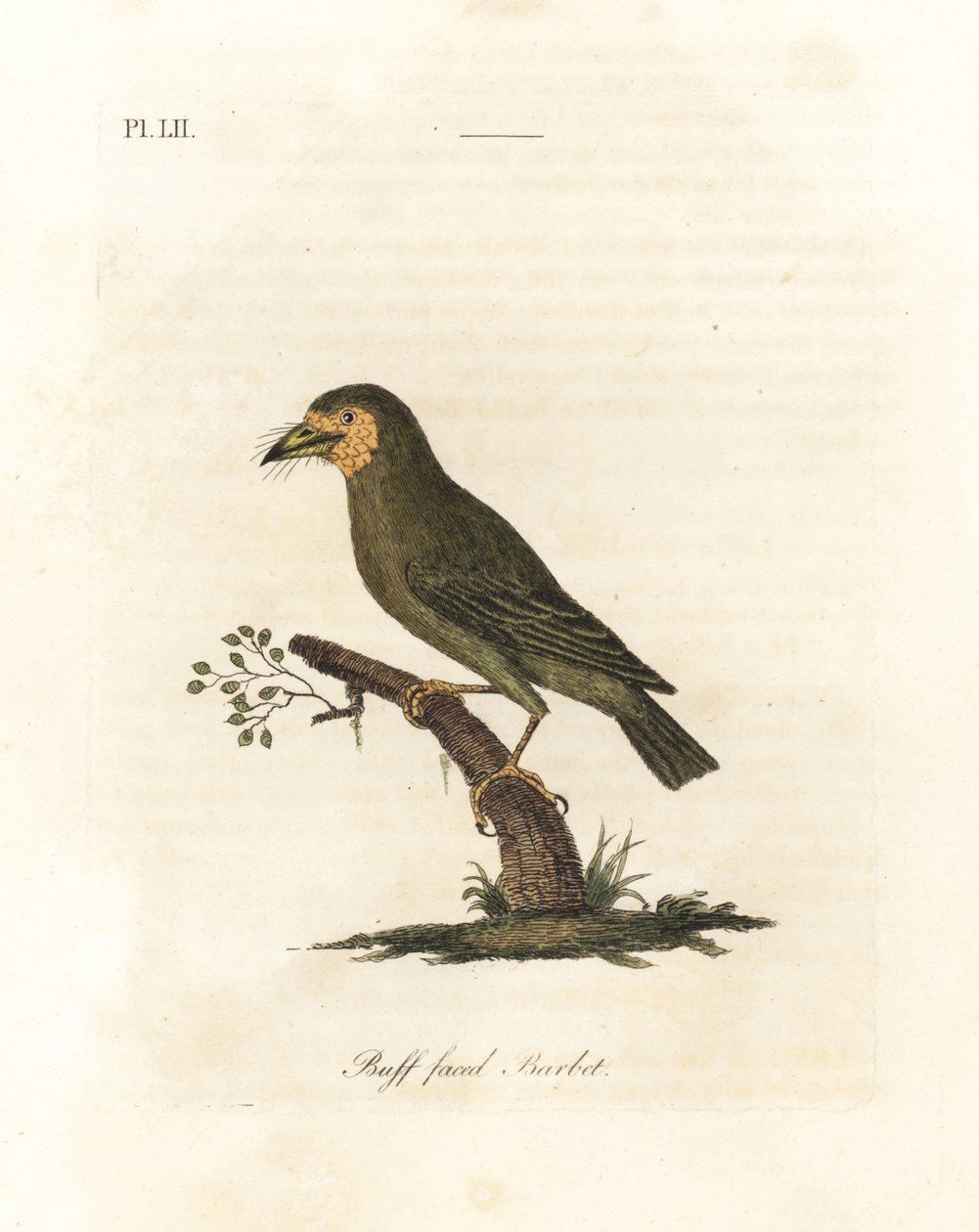 Bruinkopbaardvogel, Megalaima zeylanica. Handgekleurde kopergravure getekend en gegraveerd door John Latham uit zijn eigen A General History of Birds, Winchester door John Latham