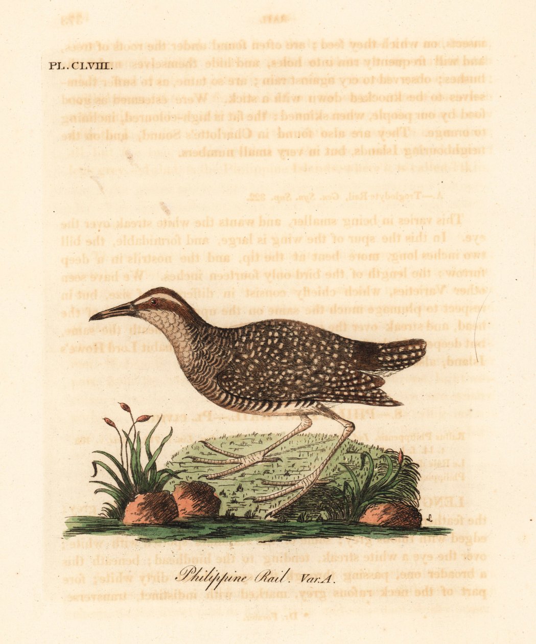 Buff-bandrail, Gallirallus philippensis. Handgekleurde kopergravure getekend en gegraveerd door John Latham uit zijn eigen A General History of Birds, Winchester door John Latham