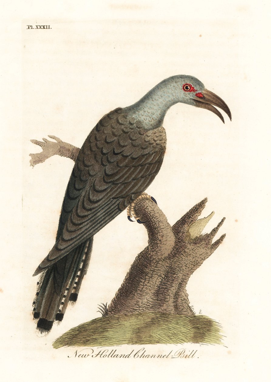 Kanaalbekkoekoek, Scythrops novaehollandiae (Australische kanaalbek, Psittacische hoornbek). Handgekleurde koperplaat getekend en gegraveerd door John Latham uit zijn eigen A General History of Birds, Winchester door John Latham