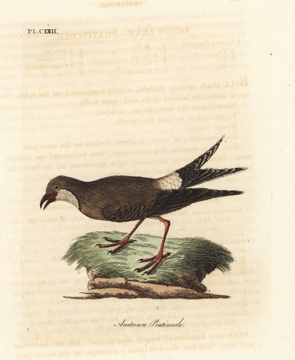 Kraagplevier, Glareola pratincola. Handgekleurde koperplaat getekend en gegraveerd door John Latham uit zijn eigen A General History of Birds, Winchester door John Latham