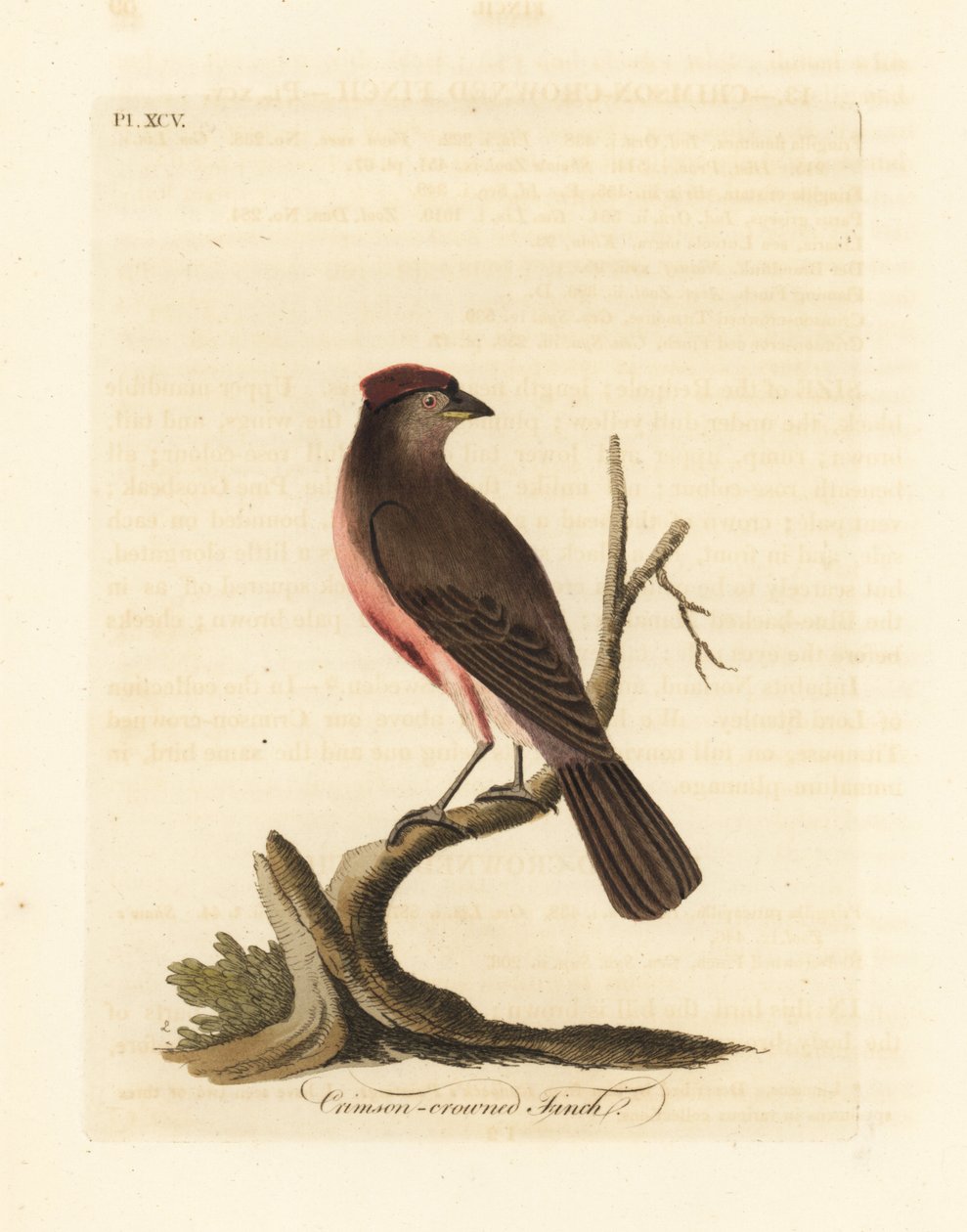 Gewone barmsijs, Carduelis flammea (Crimson-kroonkruisvink, Fringilla flammea). Handgekleurde koperplaat getekend en gegraveerd door John Latham uit zijn eigen A General History of Birds, Winchester door John Latham