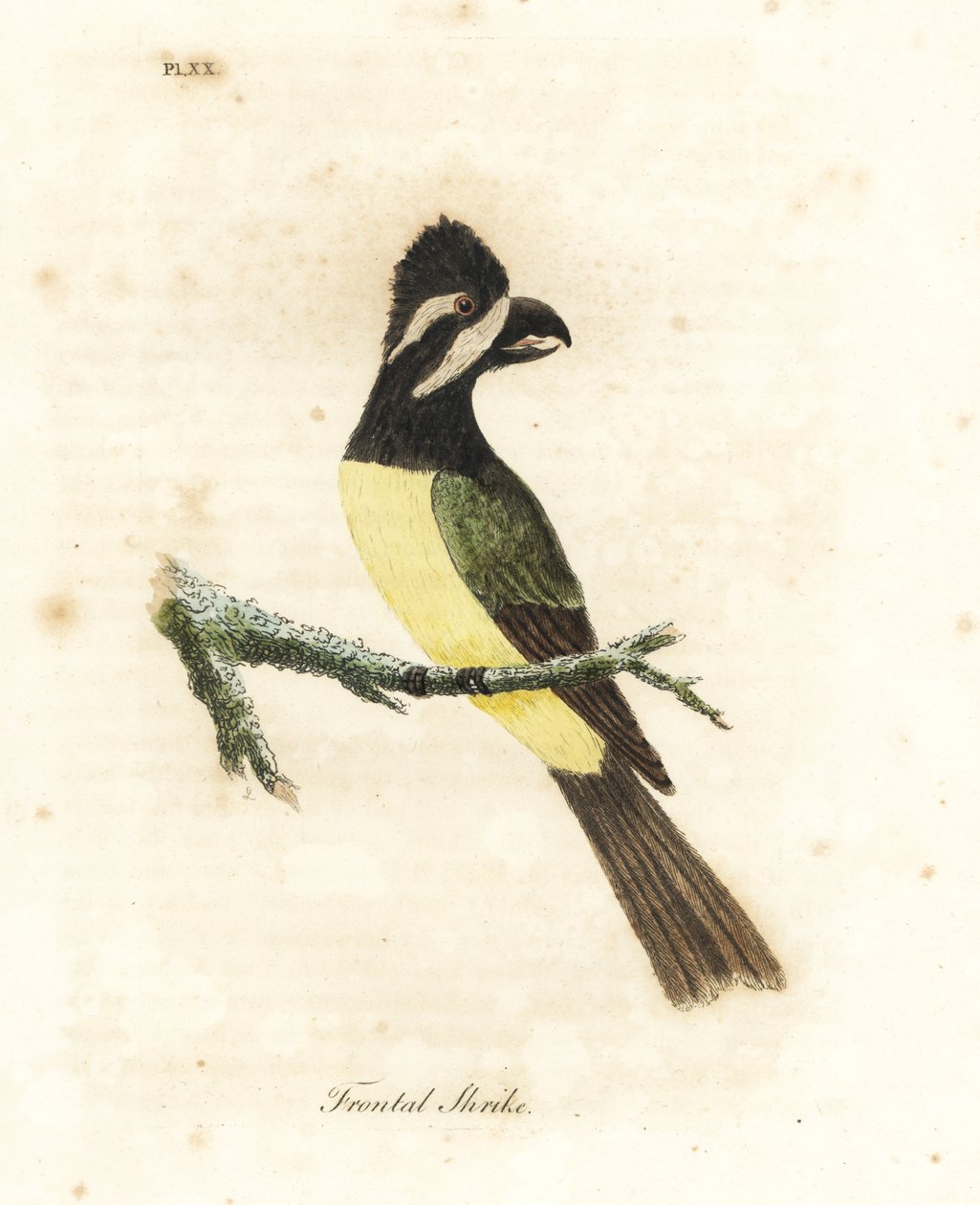 Kuifklauwier, Falcunculus frontatus. Handgekleurde koperplaat getekend en gegraveerd door John Latham uit zijn eigen A General History of Birds, Winchester door John Latham