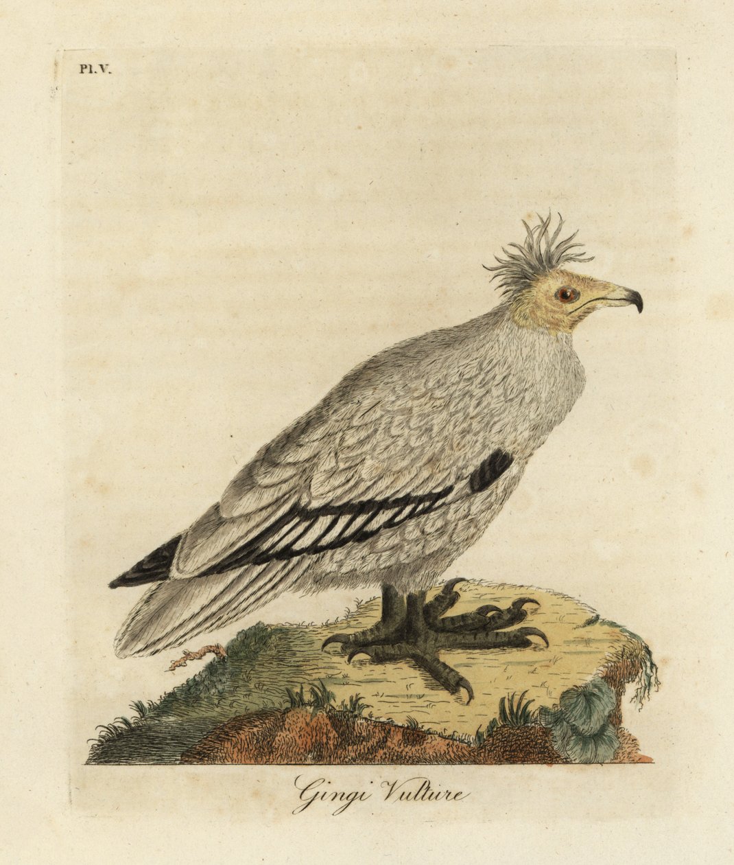 Egyptische gier, Neophron percnopterus ginginianus door John Latham