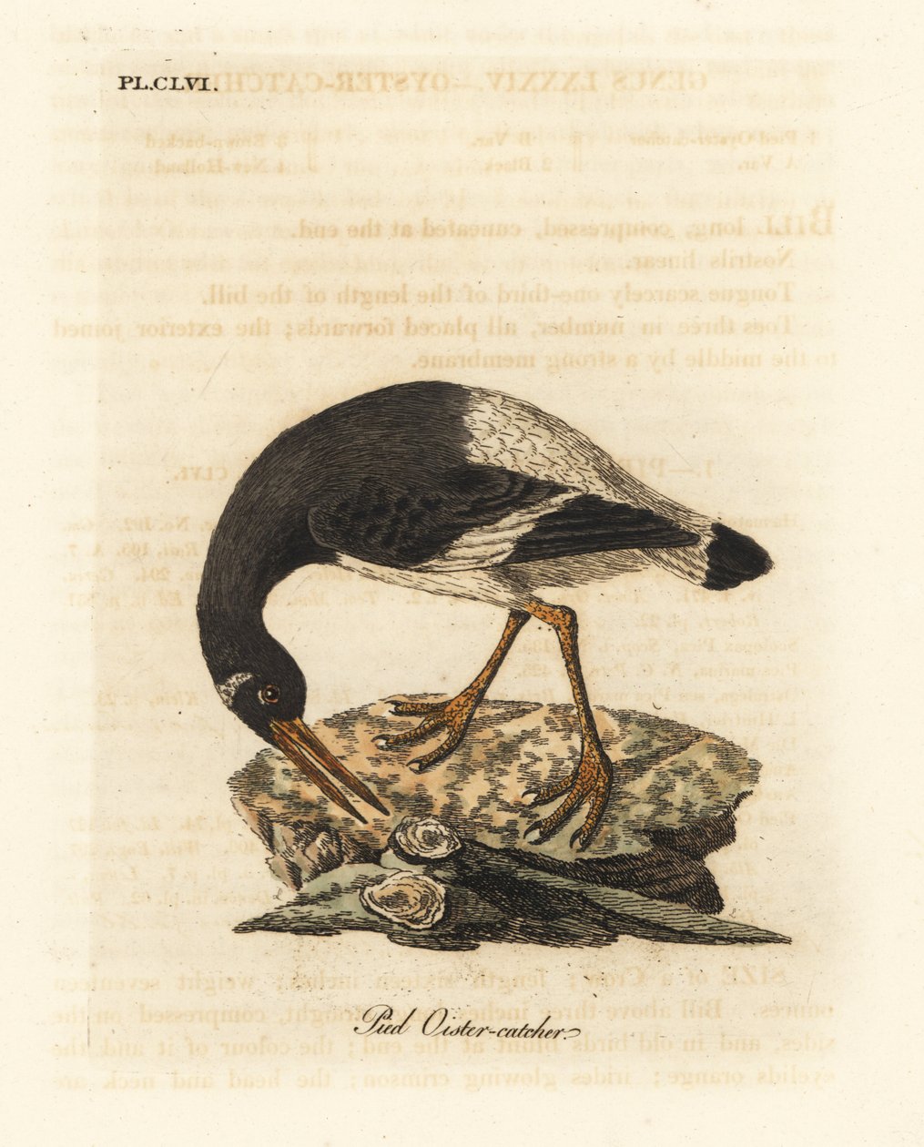 Euraziatische of voet scholekster, Haematopus ostralegus. Handgekleurde koperplaat getekend en gegraveerd door John Latham uit zijn eigen A General History of Birds, Winchester door John Latham