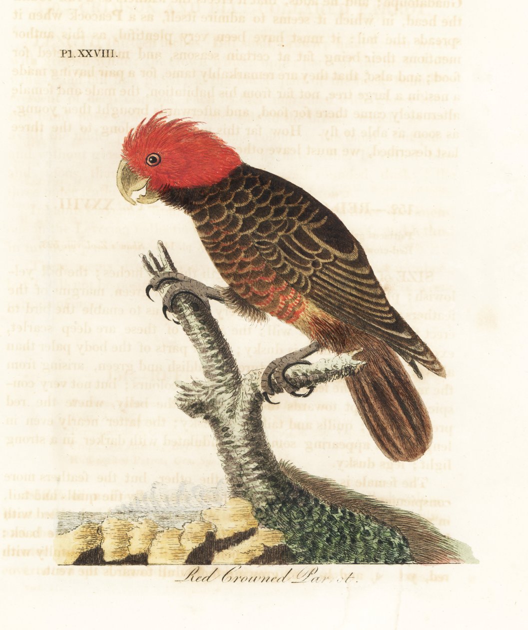 Gang-gang kaketoe, Callocephalon fimbriatum. Handgekleurde kopergravure getekend en gegraveerd door John Latham uit zijn eigen A General History of Birds, Winchester door John Latham