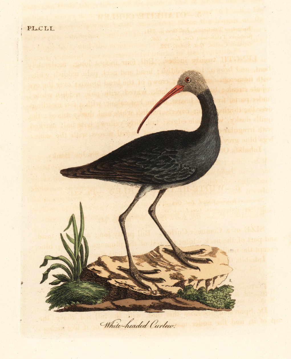Hadada ibis, Bostrychia hagedash. Handgekleurde kopergravure getekend en gegraveerd door John Latham uit zijn eigen A General History of Birds, Winchester door John Latham