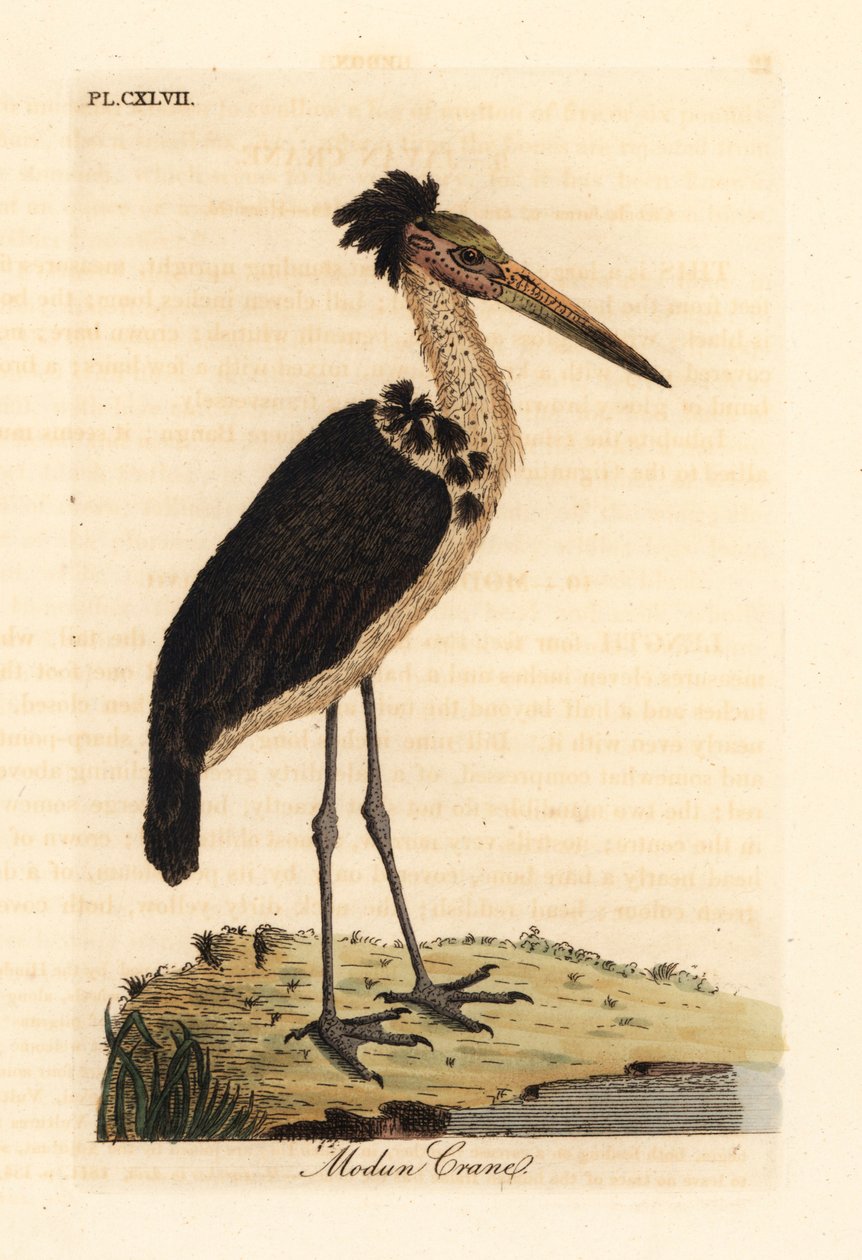 Kleine Adjudant, Leptoptilos javanicus. Kwetsbaar. (Modun schedel.) Handgekleurde koperplaat getekend en gegraveerd door John Latham uit zijn eigen A General History of Birds, Winchester door John Latham